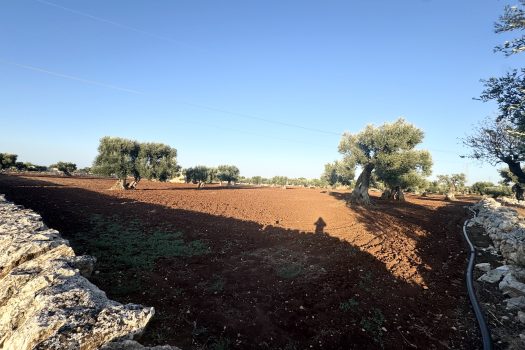 Terreno in vendita a Monopoli – Contrada Mozzo